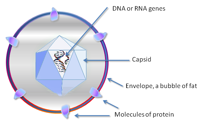 Fig 1. Estructura de un virus. En este caso es un virus con cápside icosaédrica y envuelta lipídica