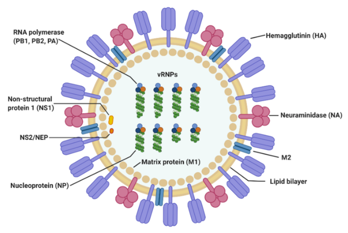 estructura virus gripe