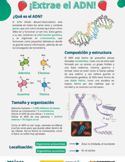 Instrucciones del taller científico Extracción del ADN de la fresa, página 2 de 2