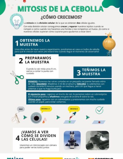 Instrucciones del taller científico Mitosis de la cebolla, página 1 de 2