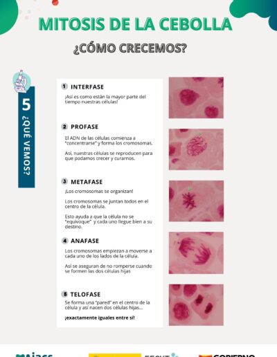 Instrucciones del taller científico Mitosis de la cebolla, página 2 de 2